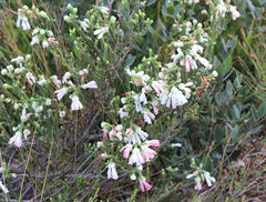 Erica pectinifolia
