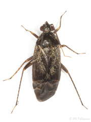 Psallus ambiguus