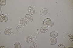 Peronospora alsinearum