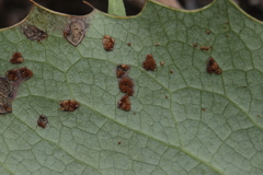 Cumminsiella mirabilissima