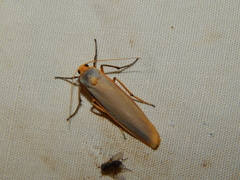 Sozusa scutellata