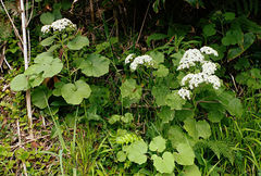 Pericallis malvifolia