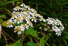 Pericallis malvifolia