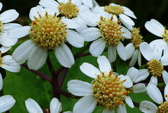 Pericallis malvifolia
