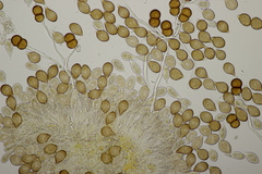 Cumminsiella mirabilissima