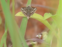 Spialia