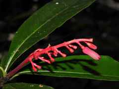 Palicourea calophylla