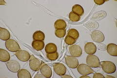 Cumminsiella mirabilissima