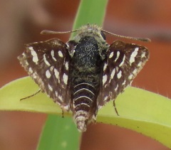 Spialia
