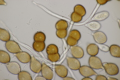 Cumminsiella mirabilissima