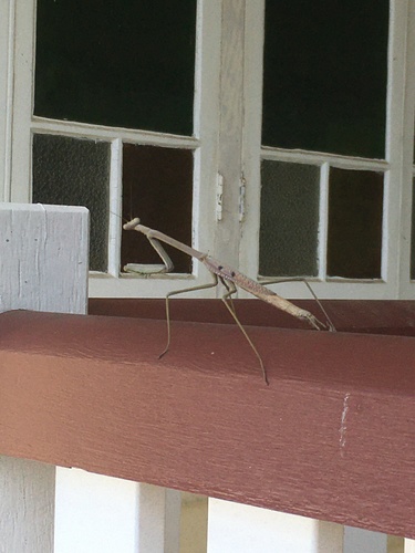 Photo of Australian Stick Mantis (Archimantis latistyla)