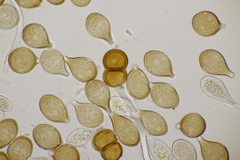 Cumminsiella mirabilissima