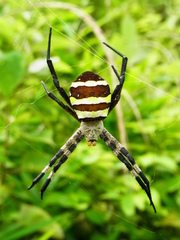 Argiope amoena