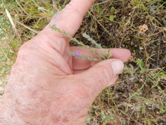Verbena canescens