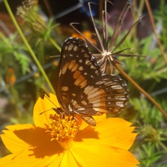 Chlosyne lacinia saundersi