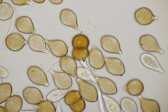 Cumminsiella mirabilissima