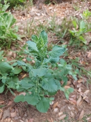 Pseudoconyza viscosa