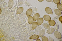 Cumminsiella mirabilissima