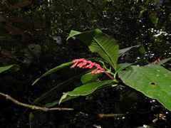 Palicourea calophylla