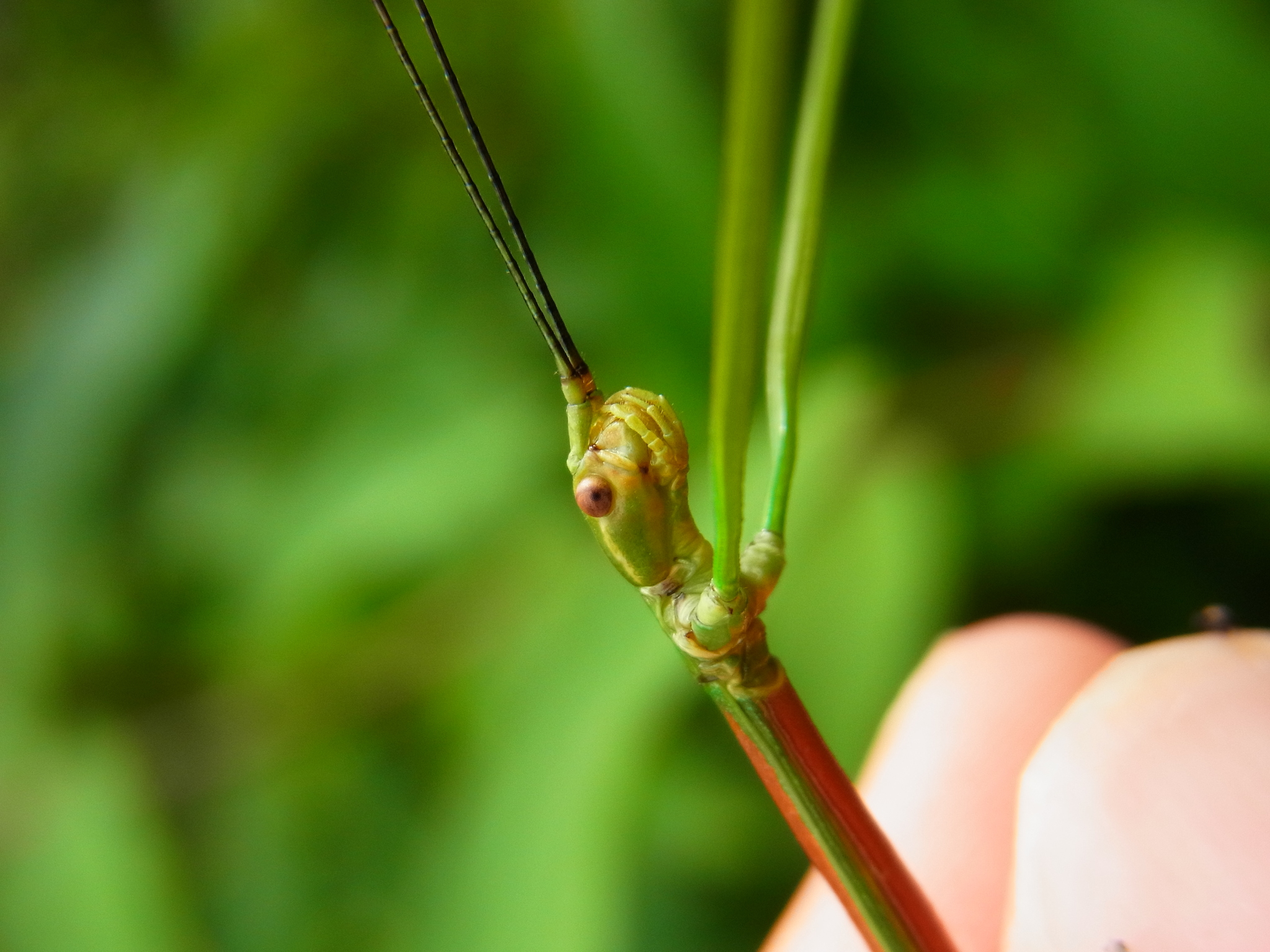 Phraortes elongatus (Thunberg, 1815)