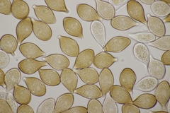 Cumminsiella mirabilissima