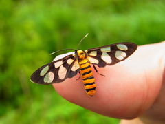 Amata germana germana