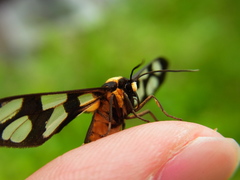 Amata germana germana