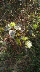 Cornus sanguinea