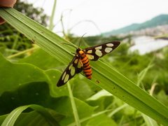 Amata germana germana