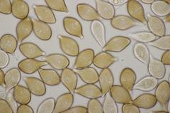 Cumminsiella mirabilissima