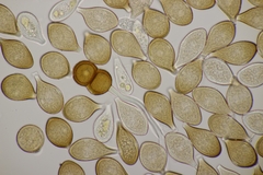 Cumminsiella mirabilissima