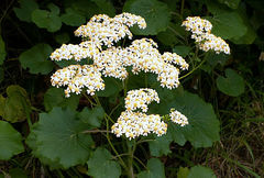 Pericallis malvifolia