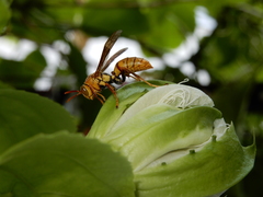 Polistes japonicus