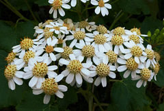 Pericallis malvifolia
