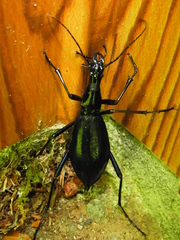 Carabus blaptoides