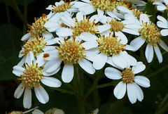Pericallis malvifolia