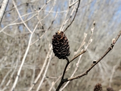 Alnus maritima