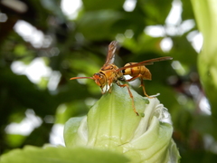 Polistes japonicus