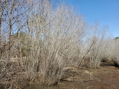 Alnus maritima
