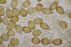 Cumminsiella mirabilissima