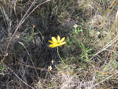 Thelesperma simplicifolium