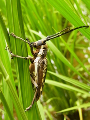 Batocera lineolata