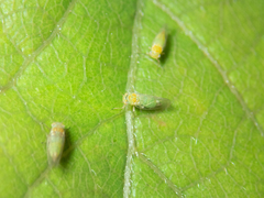 Heteropsylla
