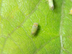 Heteropsylla