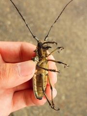 Batocera lineolata