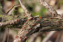 Gymnosporangium sabinae