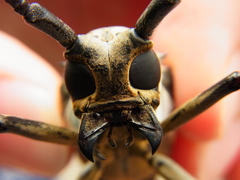 Batocera lineolata