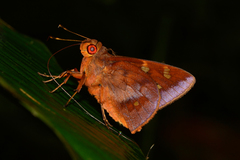 Talides alternata