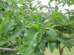 Vangueria madagascariensis