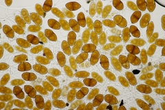 Gymnosporangium sabinae